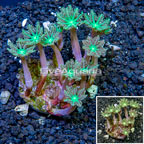 Glove Polyp Coral Indonesia (click for more detail)