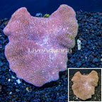 Toadstool Mushroom Leather Coral  Vietnam (click for more detail)