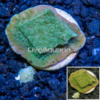 LiveAquaria® Cultured Montipora Coral (click for more detail)