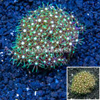 Starburst Polyp Coral Indonesia  (click for more detail)