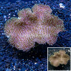 Toadstool Mushroom Leather Coral Indonesia (click for more detail)