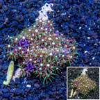 Starburst Polyps Indonesia (click for more detail)