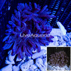 Long Tentacle Anemone  (click for more detail)
