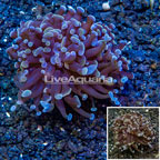 LiveAquaria® Cultured Hammer Coral (click for more detail)