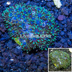 LiveAquaria® Cultured Green Stylophora Coral  (click for more detail)