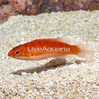 Longfin Fairy Wrasse (click for more detail)