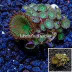 LiveAquaria® Cultured Zoanthus Coral  (click for more detail)