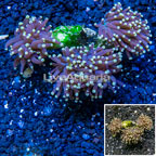 LiveAquaria® Cultured Torch Coral  (click for more detail)