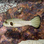 Narrow-Lined Puffer (click for more detail)