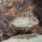 Brown Spotted Spinefoot Rabbitfish (click for more detail)