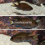 Regal Damselfish, Trio  (click for more detail)