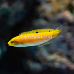 Yellow and Purple Wrasse (click for more detail)