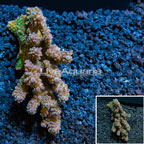 Bushy Acropora Coral Australia (click for more detail)