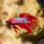 Crowntail Betta, Male  (click for more detail)