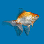 Gold Ryukin Goldfish (click for more detail)