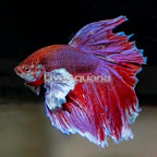 Halfmoon Dumbo Ear Betta, Male  (click for more detail)