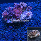 Red People Eater Colony Polyp Rock Zoanthus (click for more detail)