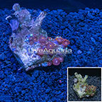Colony Polyp Rock Zoanthus Indonesia (click for more detail)