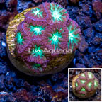 LiveAquaria® Cultured Blastomussa Coral (click for more detail)