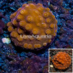 LiveAquaria® Cultured Cyphastrea Frag (click for more detail)