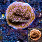 LiveAquaria® Cultured Montipora Coral (click for more detail)