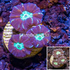 LiveAquaria® Cultured Candy Cane Coral (click for more detail)