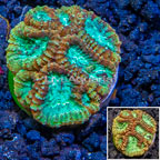 LiveAquaria® Cultured Goniastrea Coral (click for more detail)