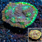 LiveAquaria® Cultured Ultra Chalice Coral (click for more detail)