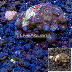 LiveAquaria® Cultured Zoanthus Coral (click for more detail)