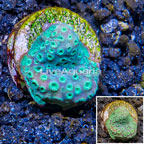 LiveAquaria® Cultured Pavona Coral (click for more detail)