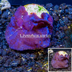 LiveAquaria® Cultured Photosynthetic Plating Blue Sponge (click for more detail)