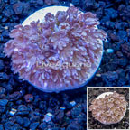 LiveAquaria® Cultured Xenia Coral (click for more detail)