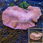 Toadstool Leather Coral Vietnam (click for more detail)