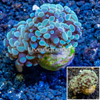 LiveAquaria® Cultured Hammer Coral (click for more detail)