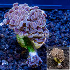 LiveAquaria® Cultured Hammer Coral (click for more detail)