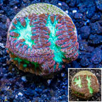 LiveAquaria® Cultured Blastomussa Coral (click for more detail)