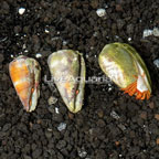 Halloween Hermit Crab Trio (click for more detail)
