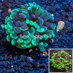 LiveAquaria® Cultured Hammer Coral (click for more detail)