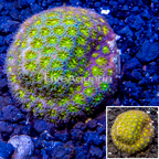 LiveAquaria® Cultured Leptastrea Coral (click for more detail)