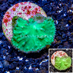 LiveAquaria® Cultured Green Cabbage Leather Coral (click for more detail)