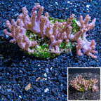 Tree Coral Indonesia (click for more detail)