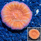 Scolymia Coral Australia (click for more detail)