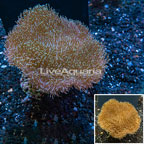 Toadstool Mushroom Leather Coral  (click for more detail)