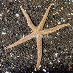 Green Sea Star (click for more detail)