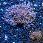 Xenia Coral Vietnam (click for more detail)