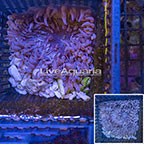 Purple Tealia Anemone (click for more detail)