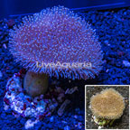 Toadstool Mushroom Leather Coral Indonesia (click for more detail)