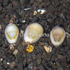 Gold Ring Cowrie Trio (click for more detail)