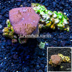 Toadstool Leather Coral Vietnam (click for more detail)