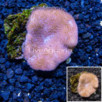 Toadstool Leather Coral Vietnam (click for more detail)